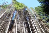 9 trasuda dai tronchi delle conifere