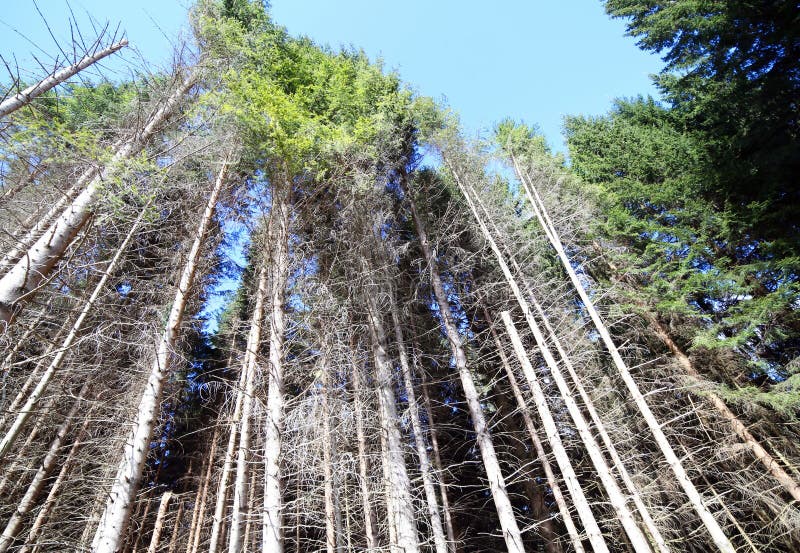 9 trasuda dai tronchi delle conifere