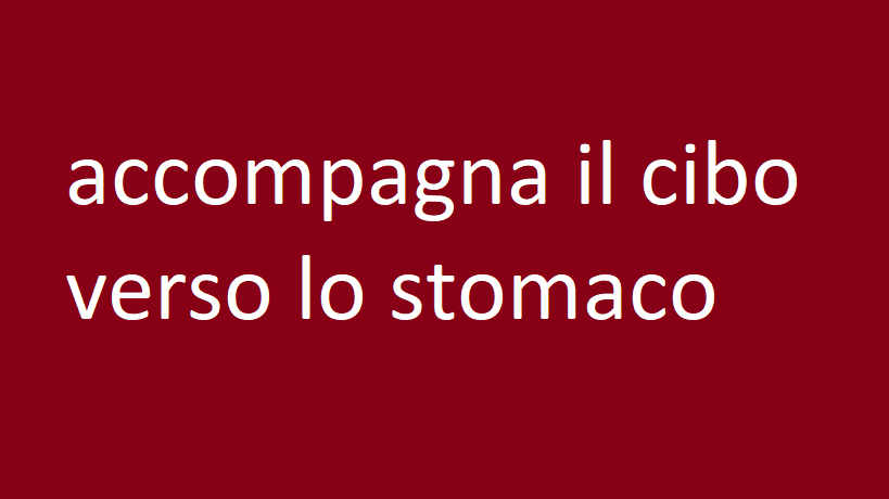 accompagna il cibo verso lo stomaco