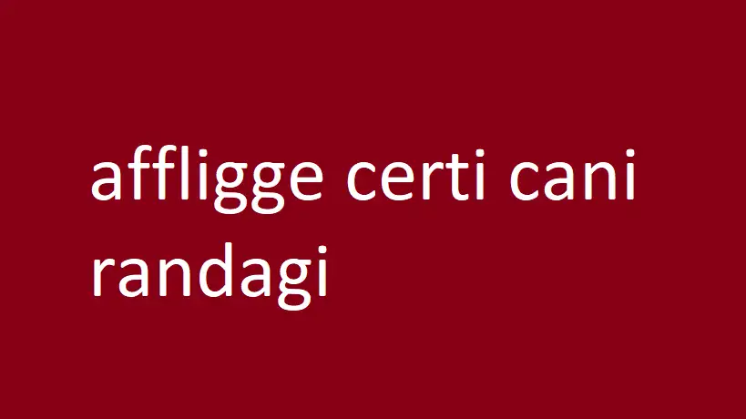 affligge certi cani randagi